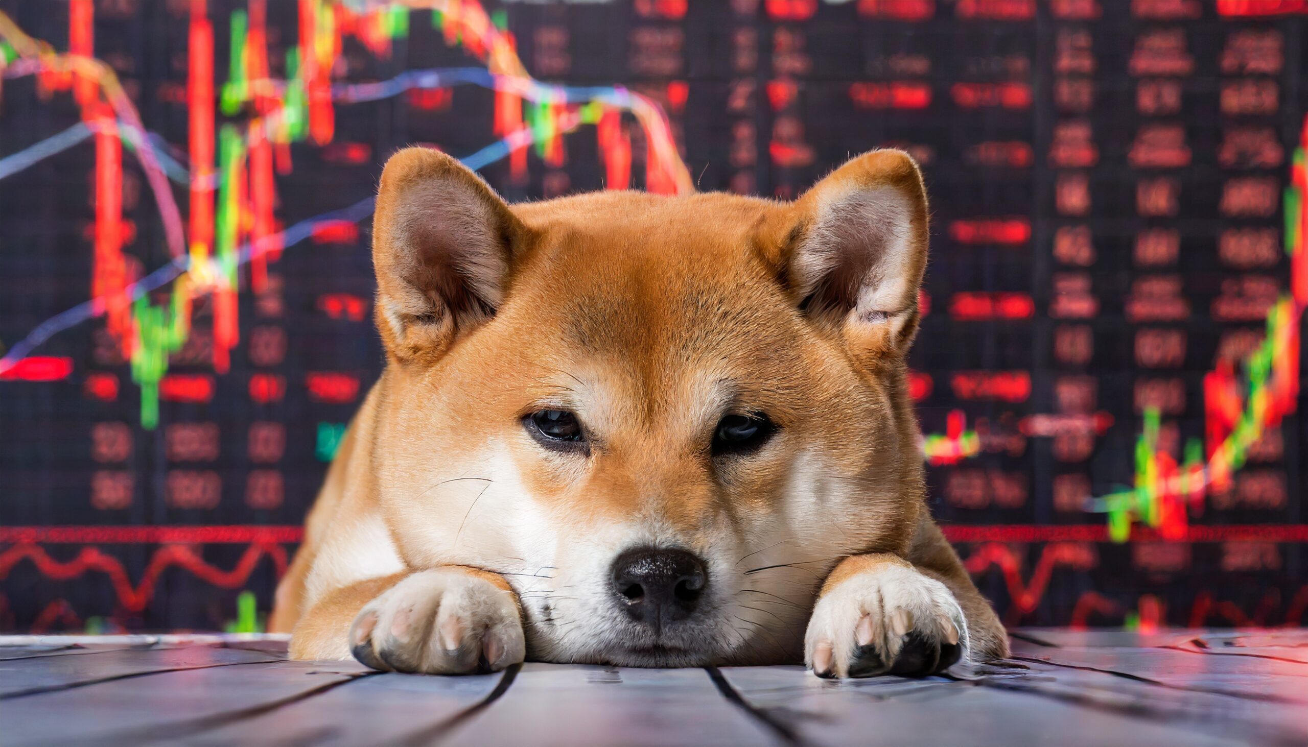 Bonk BONK Solana memecoin dog