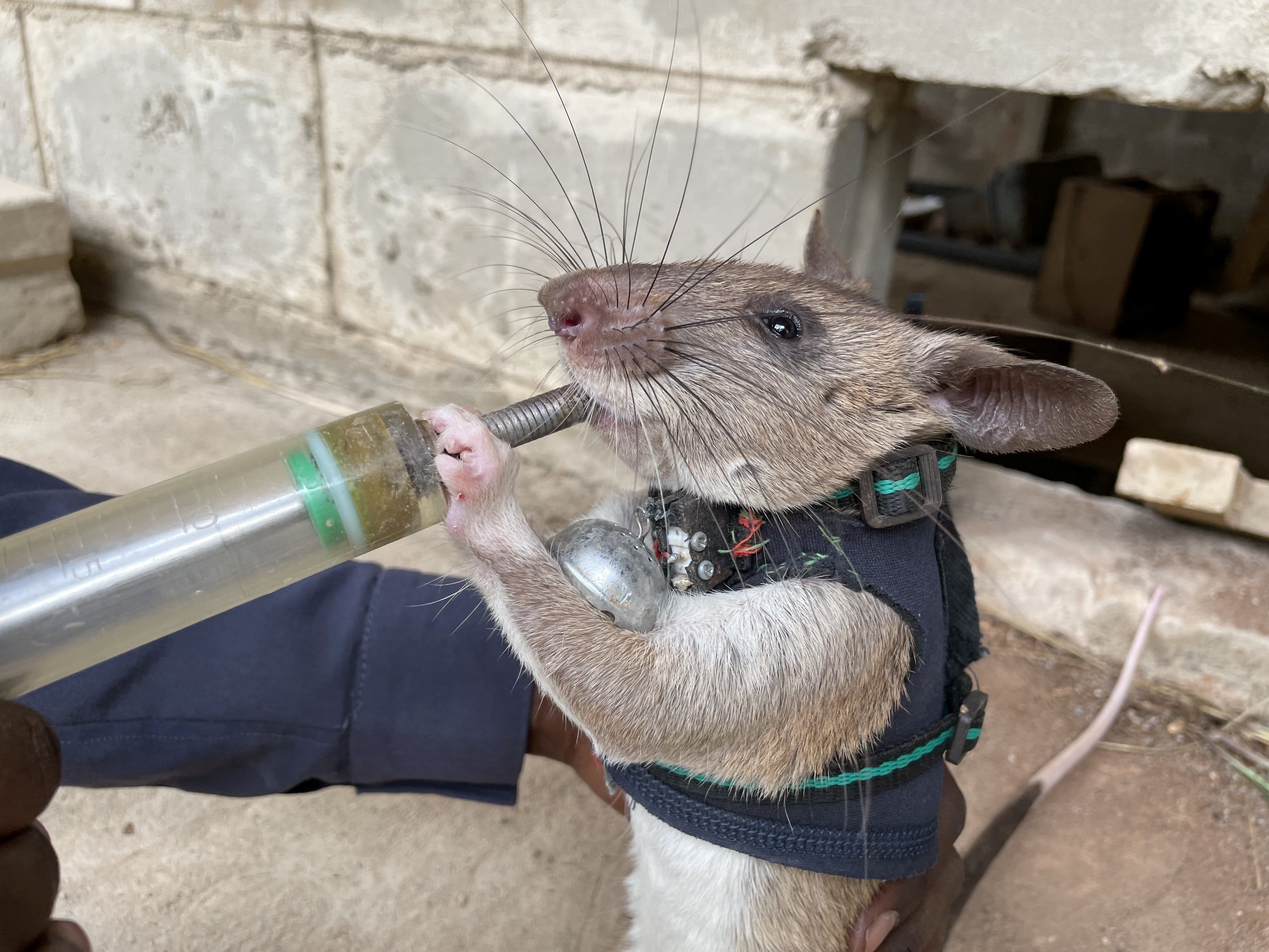 Clash of Rats unique rat NFT