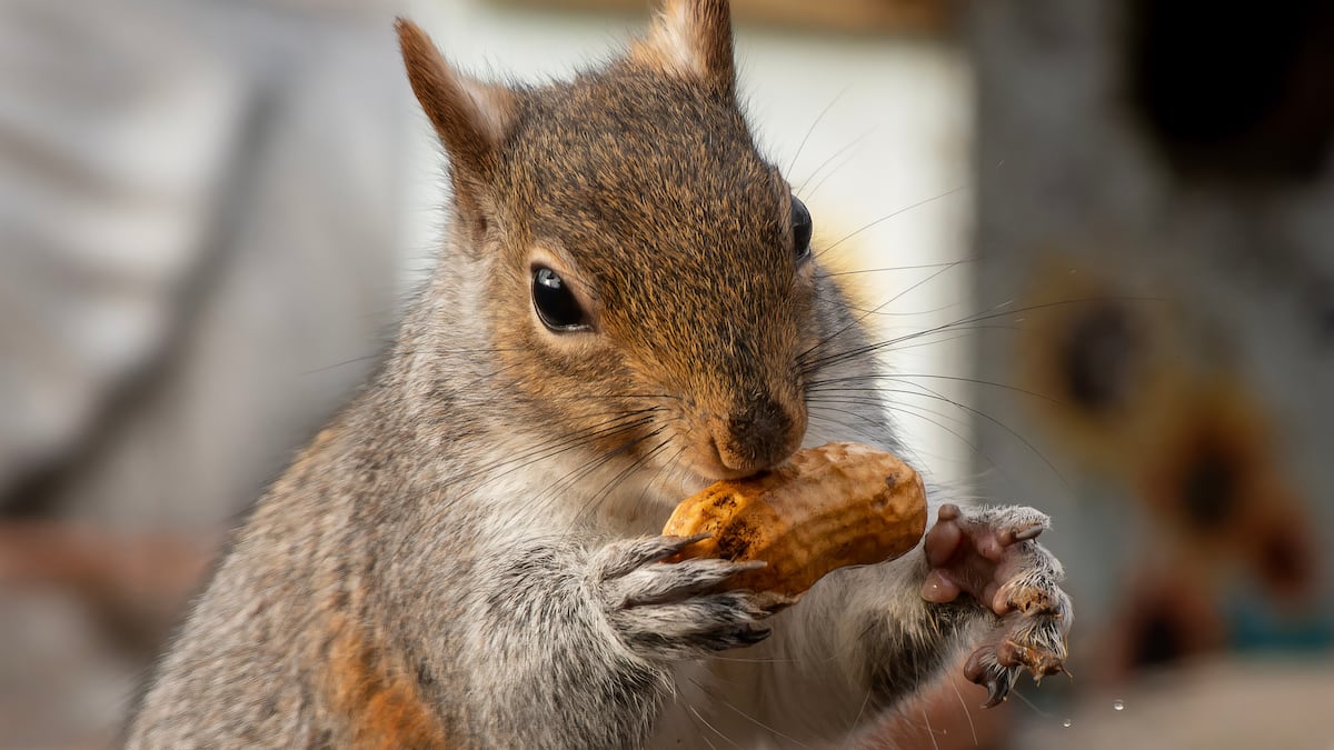 Peanut the Squirrel Solana memecoin