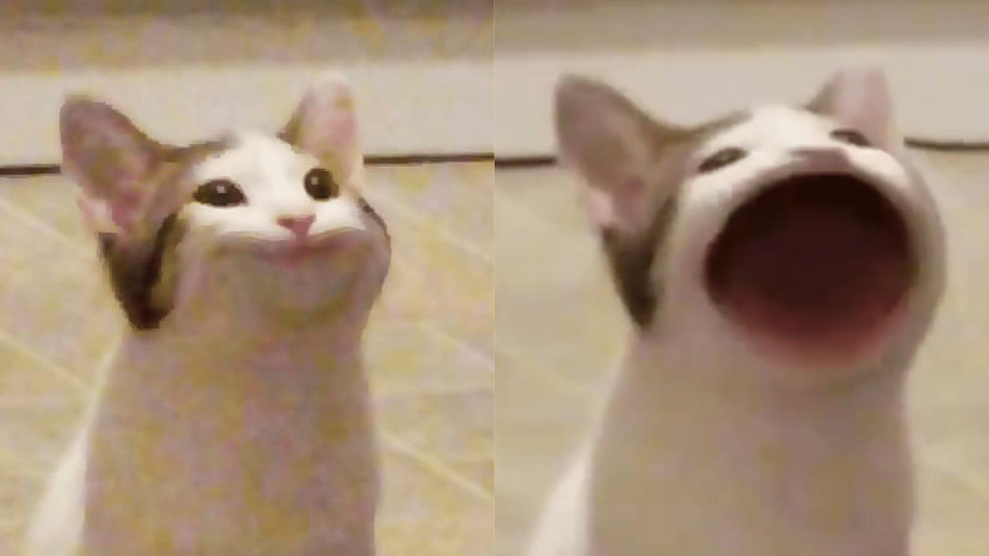 Popcat Solana meme coin cat mascot
