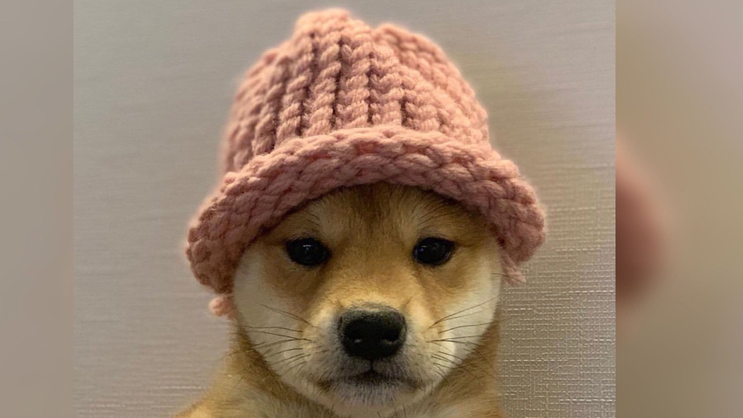 Aku Inu Solana meme coin dog